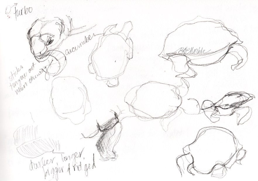 20151230_desert-tortoise-2_clean_sig